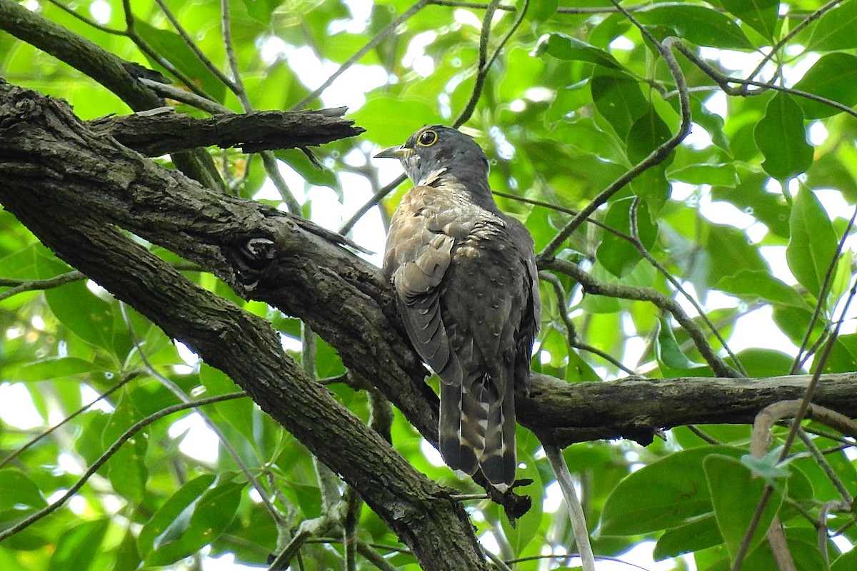 Indian Cuckoo - Anonymous