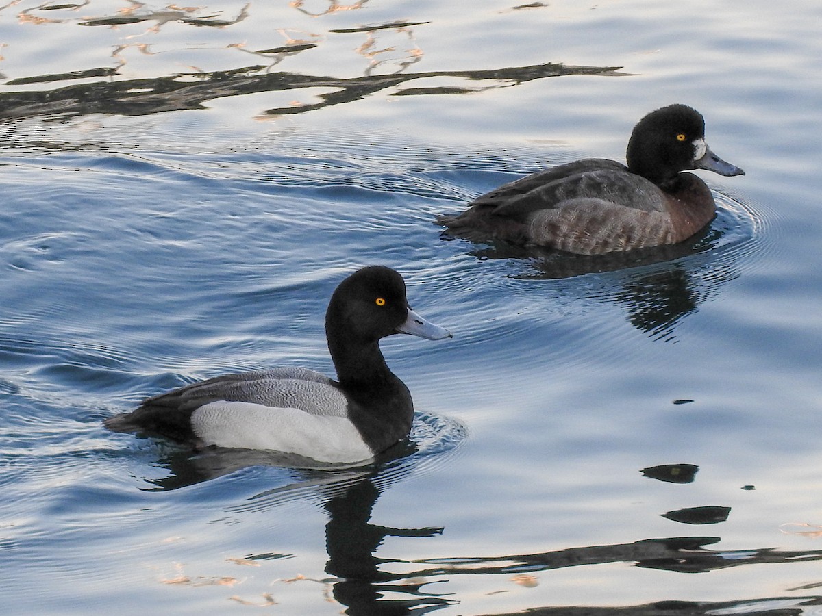 Greater Scaup - ML82641621