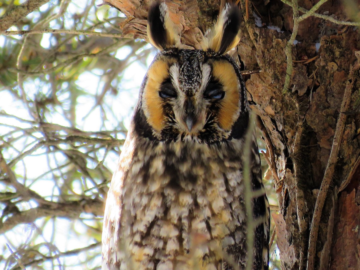 Long-eared Owl - Anonymous