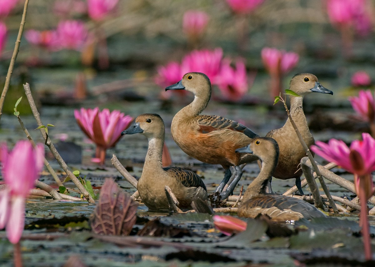 Lesser Whistling-Duck - Deepak Sahu