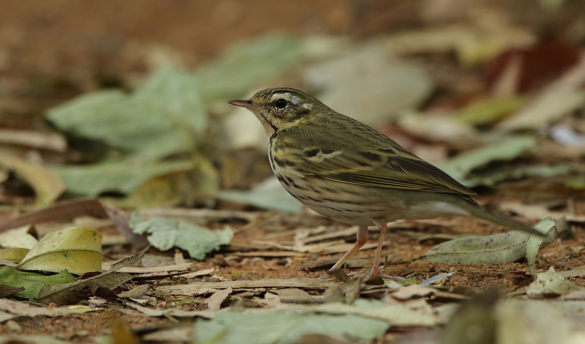 Olive-backed Pipit - ML82644371
