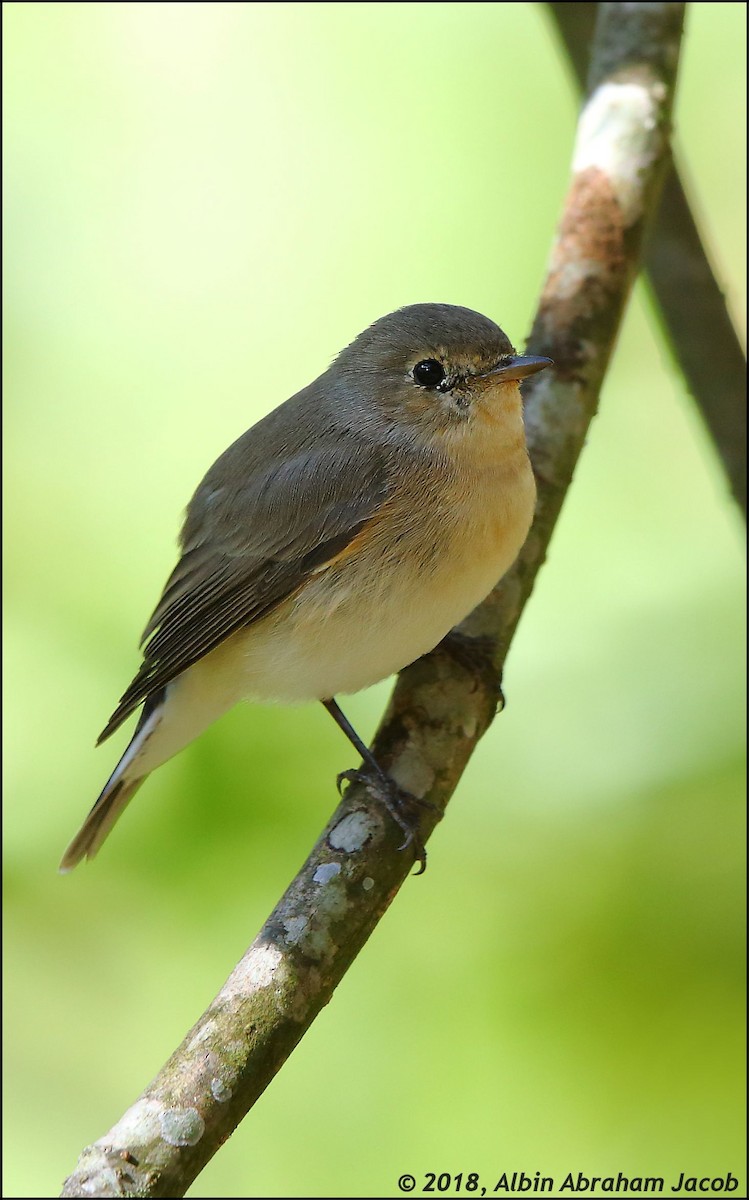 Red-breasted Flycatcher - ML82644551