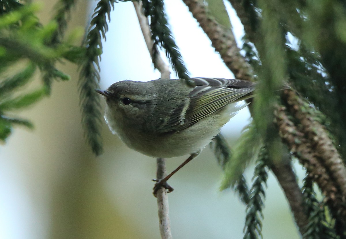Hume's Warbler - ML82644671