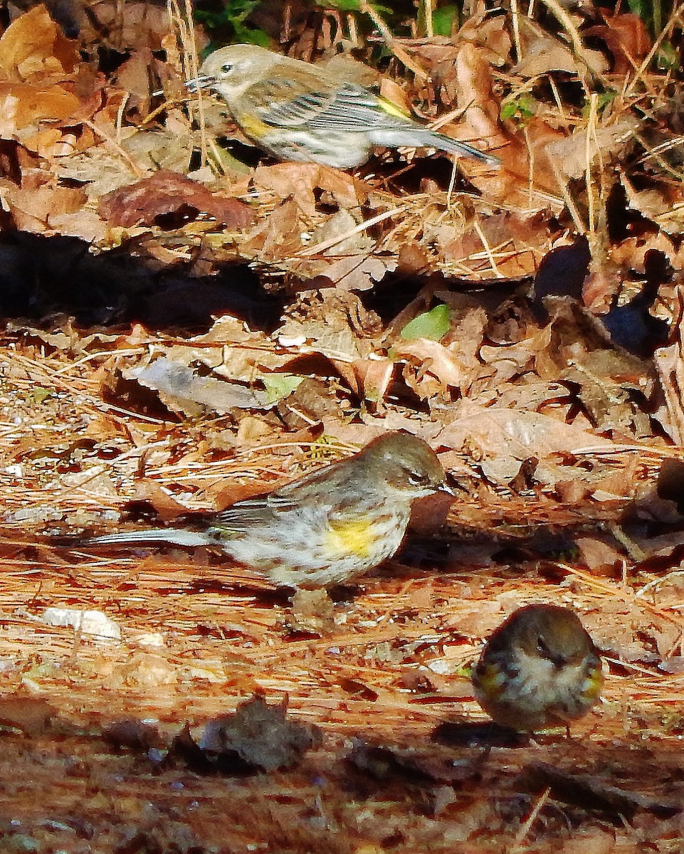 Yellow-rumped Warbler (Myrtle) - Ron Kittinger
