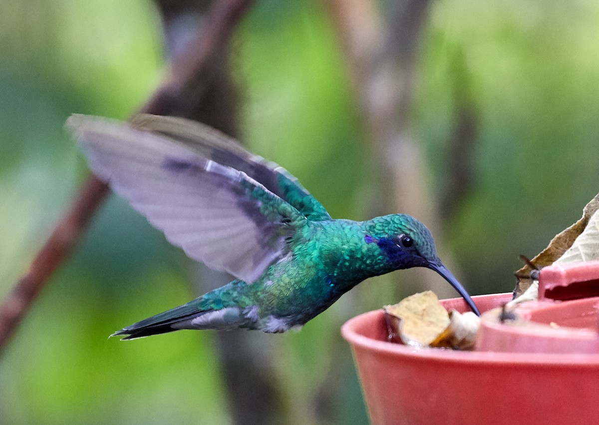 kolibřík modrolící - ML82646251