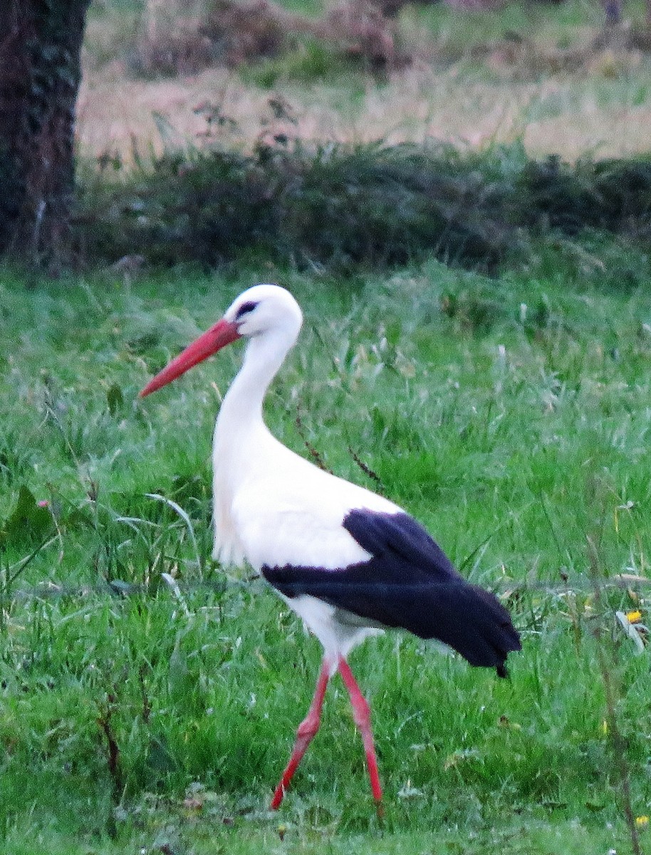 White Stork - Carmelo de Dios