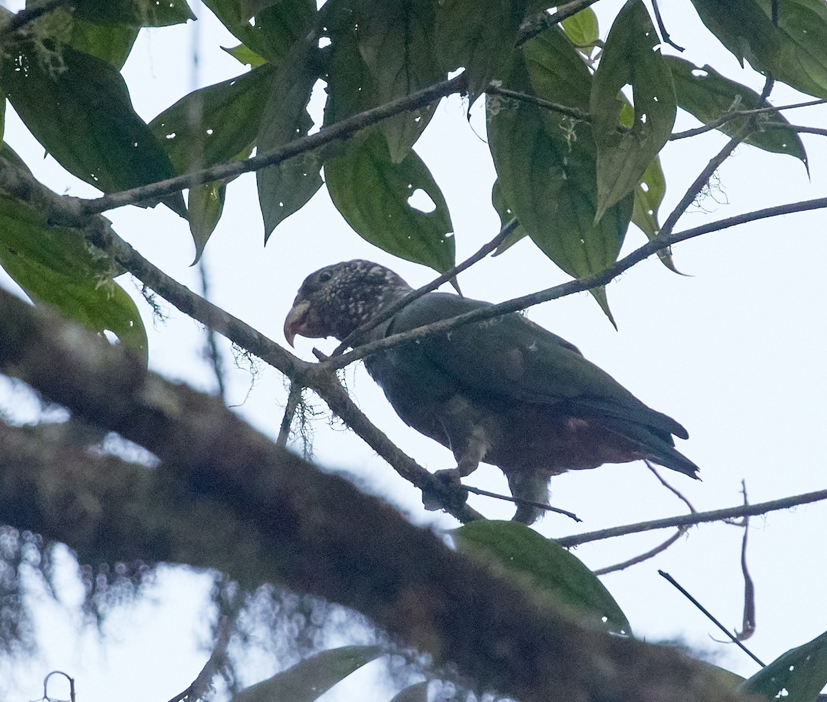 Speckle-faced Parrot (White-capped) - ML82646931