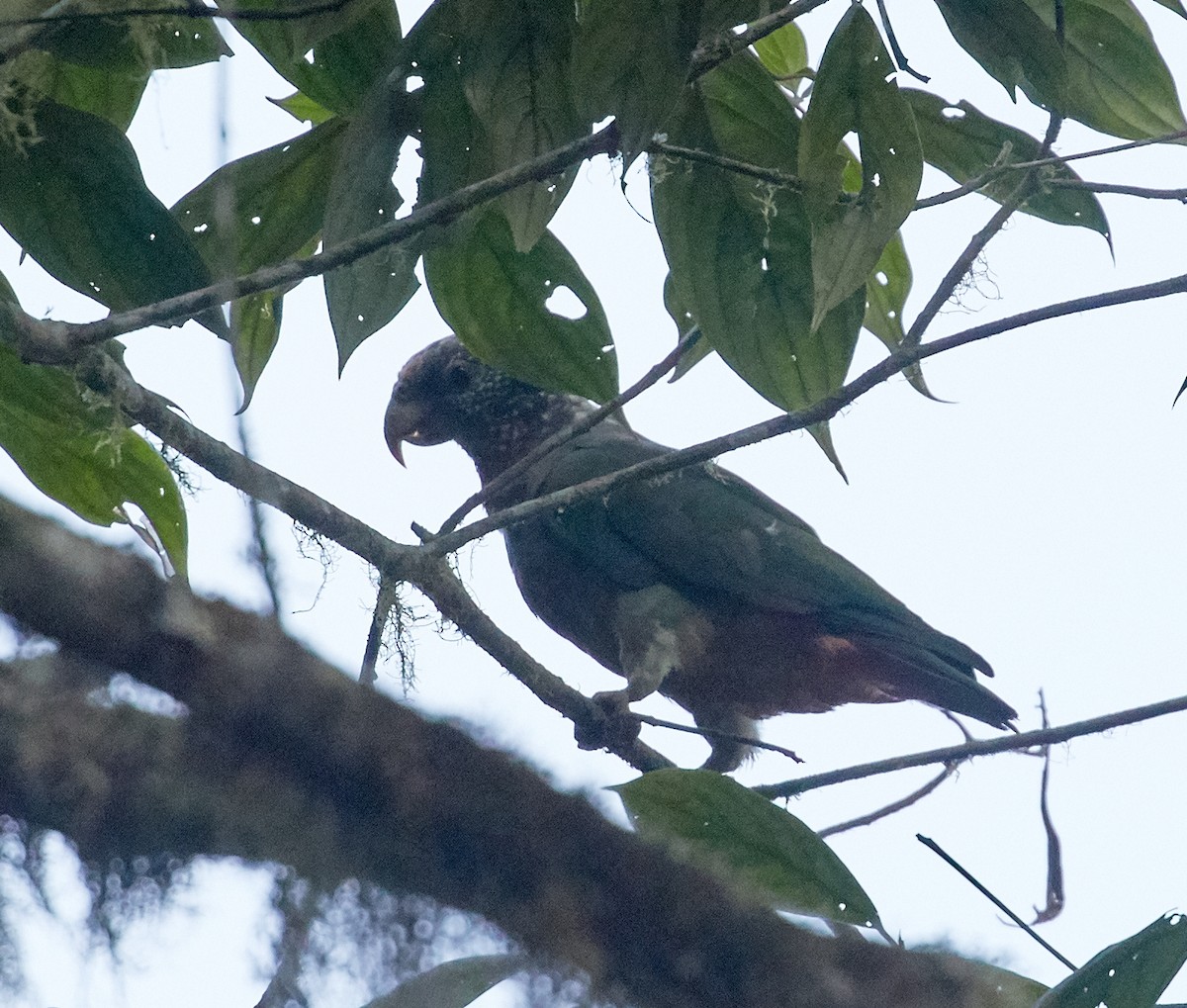 Speckle-faced Parrot (White-capped) - ML82646941
