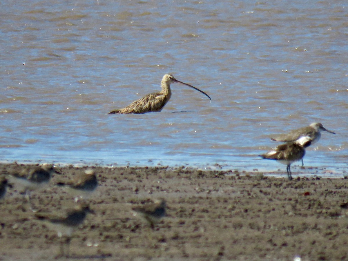 Long-billed Curlew - ML82648021
