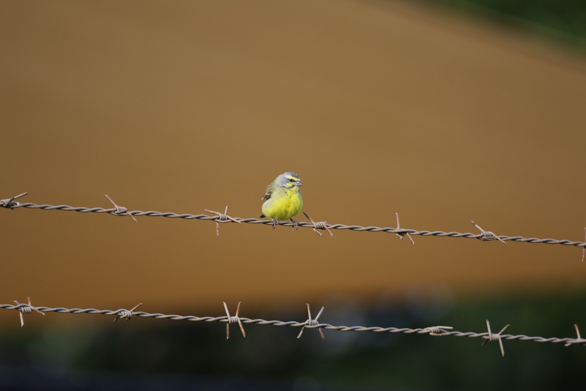 Yellow-fronted Canary - Jeff Dale