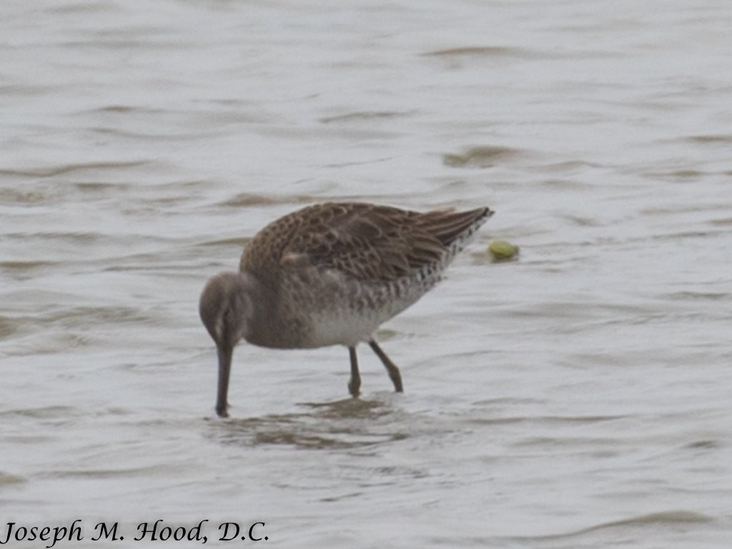 Long-billed Dowitcher - ML82651881