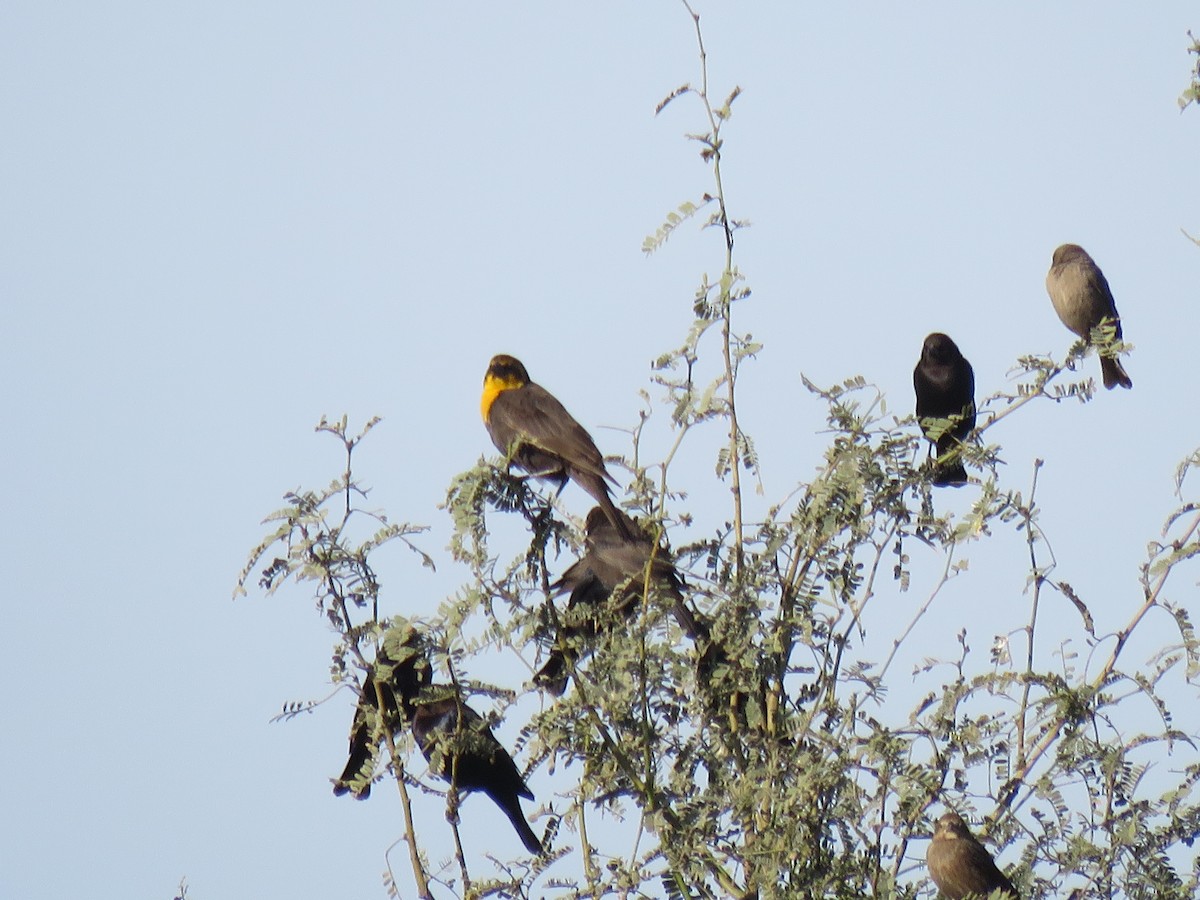 Yellow-headed Blackbird - Jan Hansen