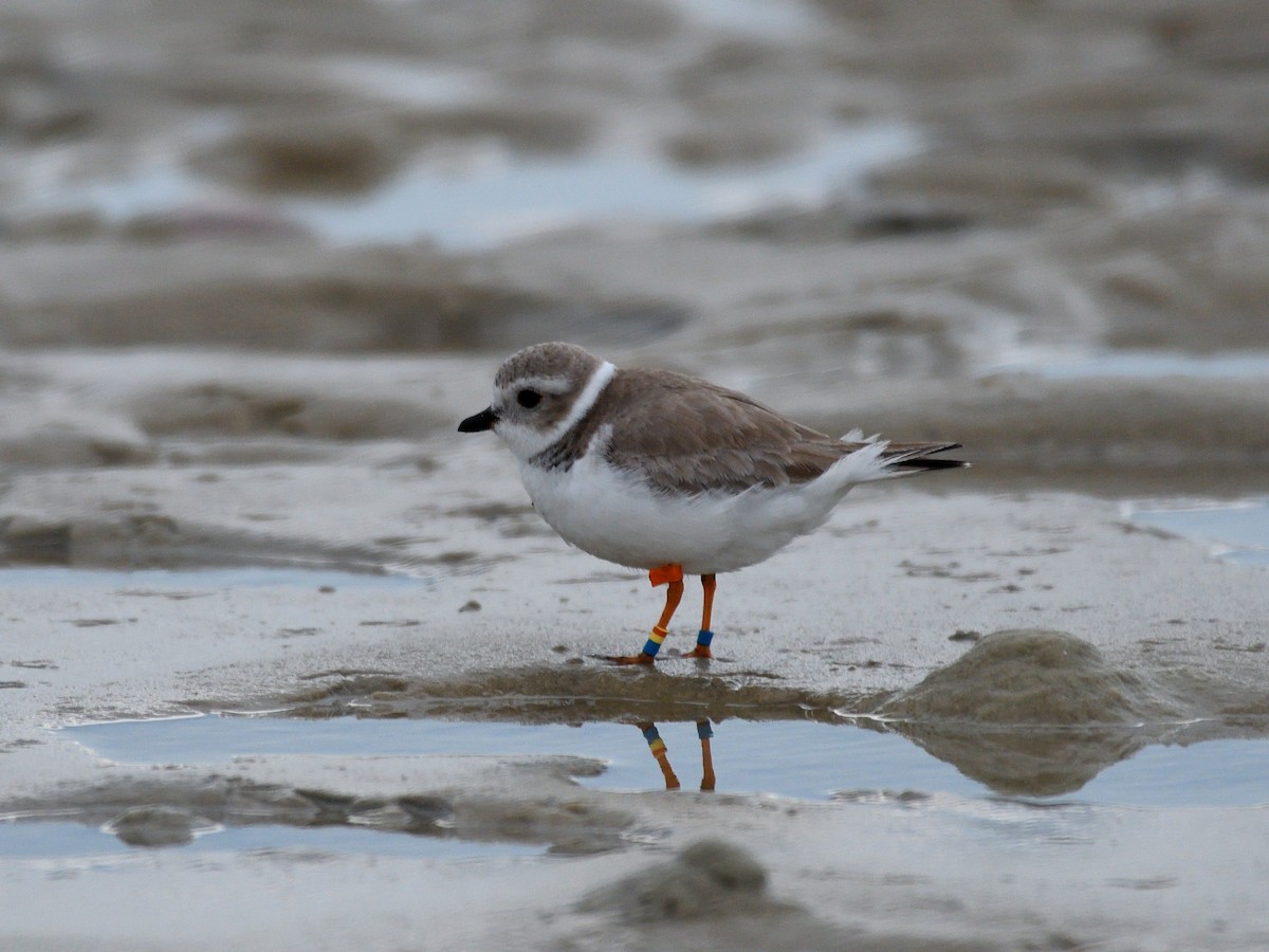 Piping Plover - ML82653881