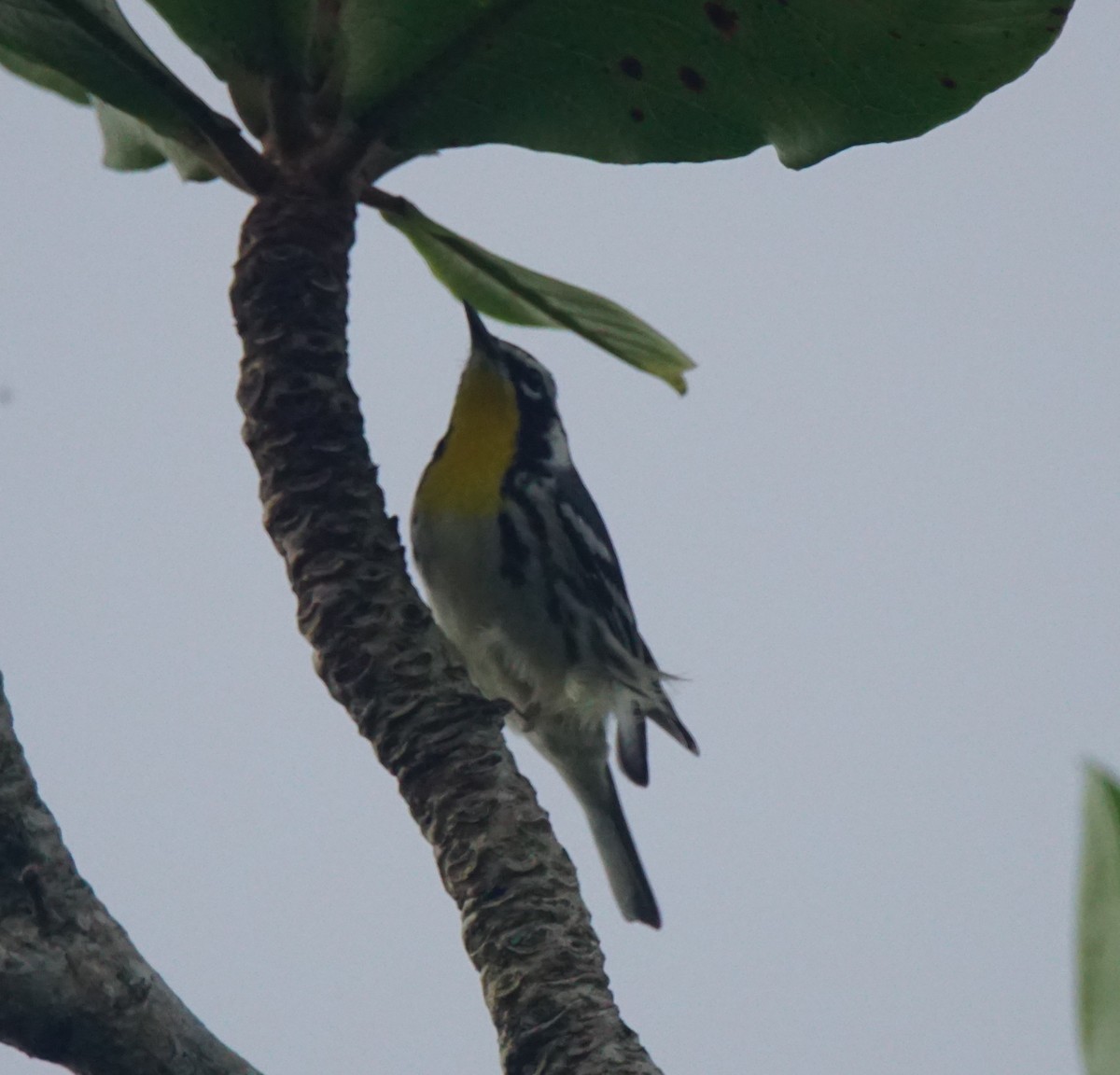 Yellow-throated Warbler - Nevine Jacob
