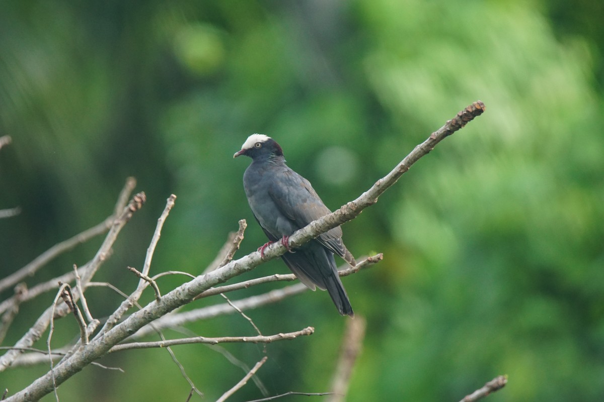 White-crowned Pigeon - ML82658351