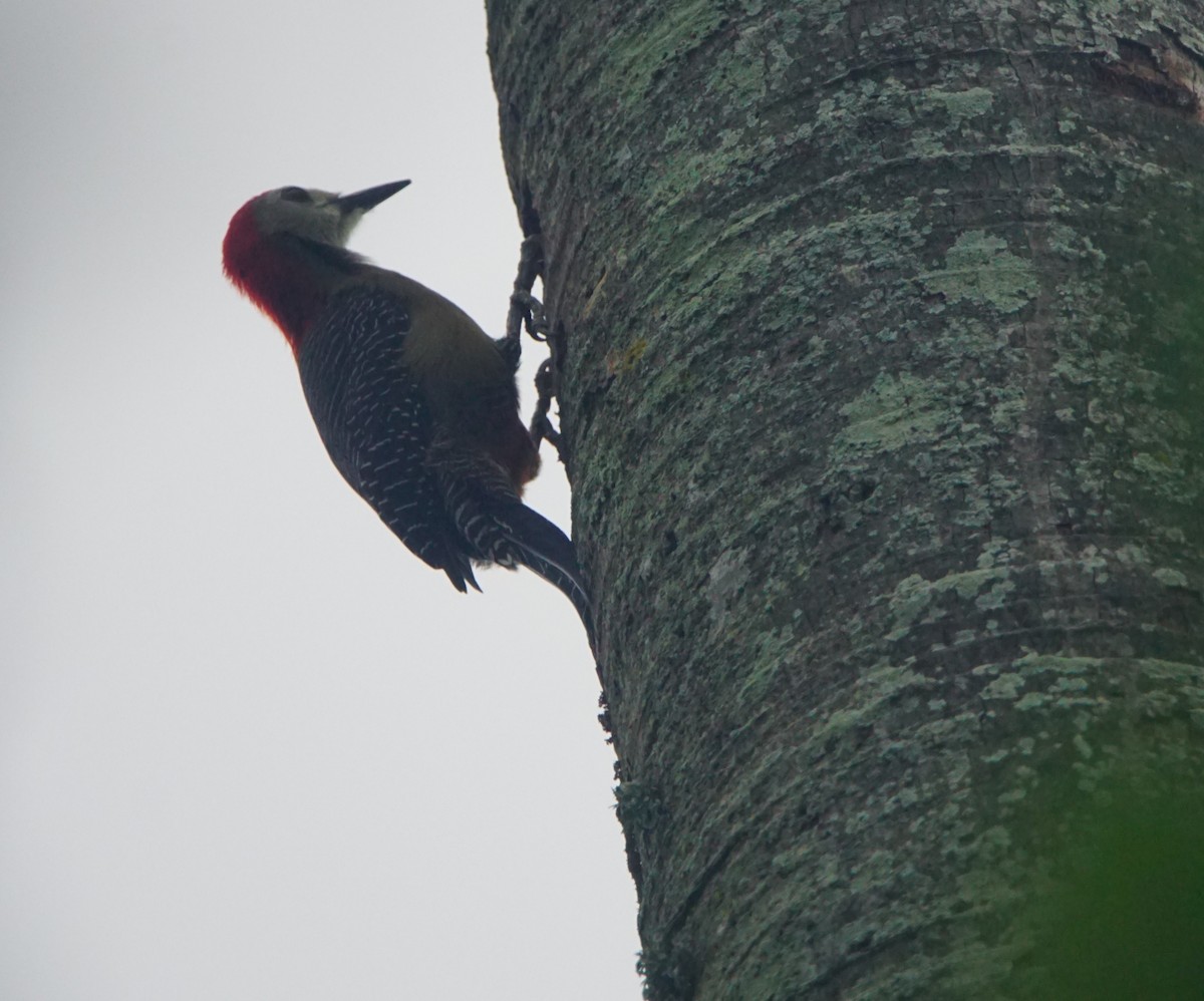 Jamaican Woodpecker - Nevine Jacob