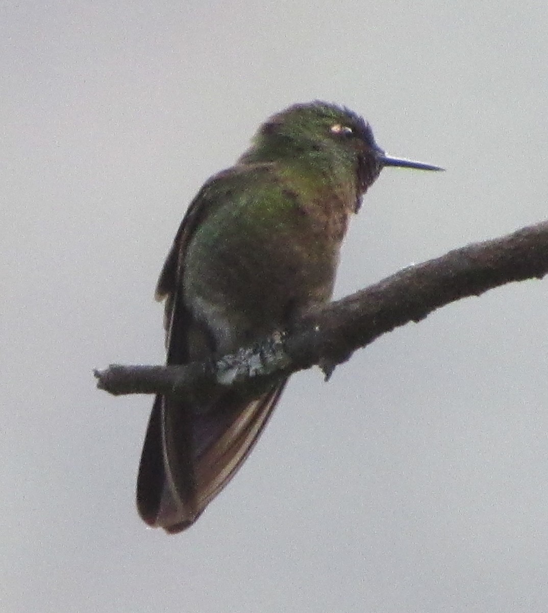hummingbird sp. - Brian M. Delaney