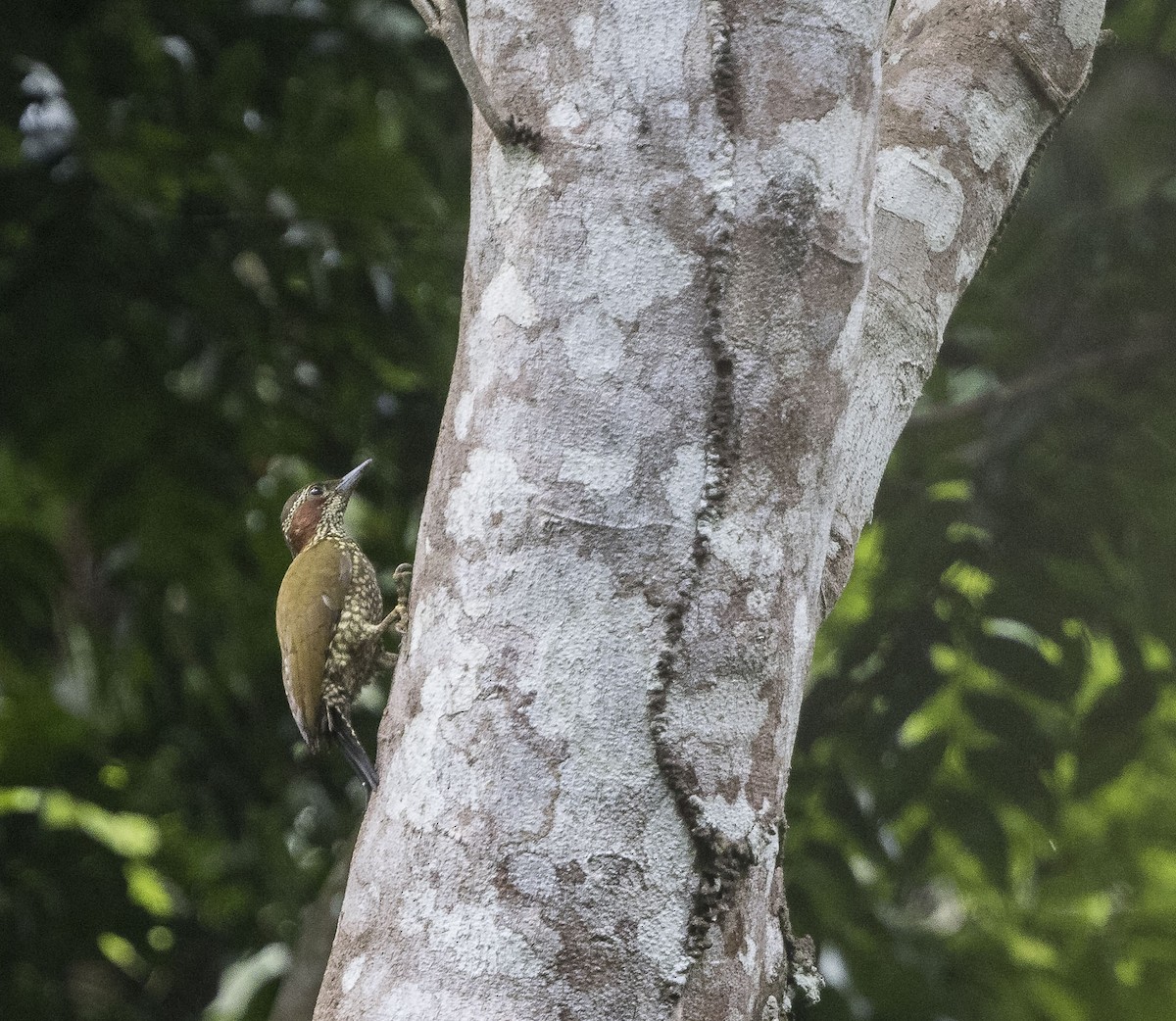 Brown-eared Woodpecker - Per Smith