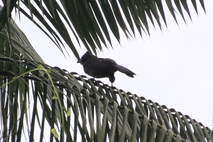 Black Magpie (Bornean) - ML82666301