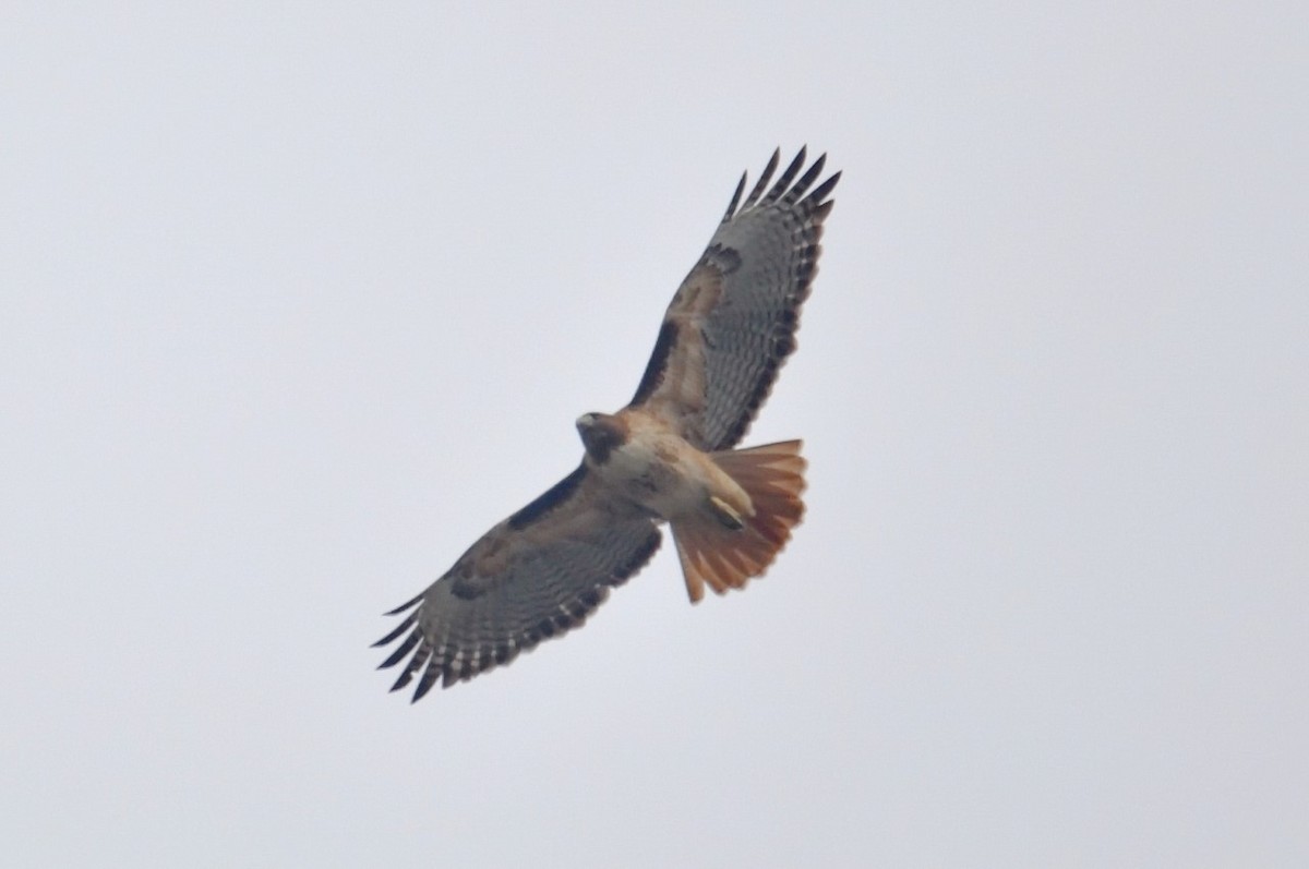 Red-tailed Hawk - ML82667151