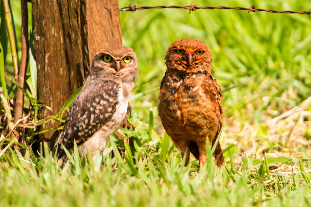 Burrowing Owl - Claudia Brasileiro