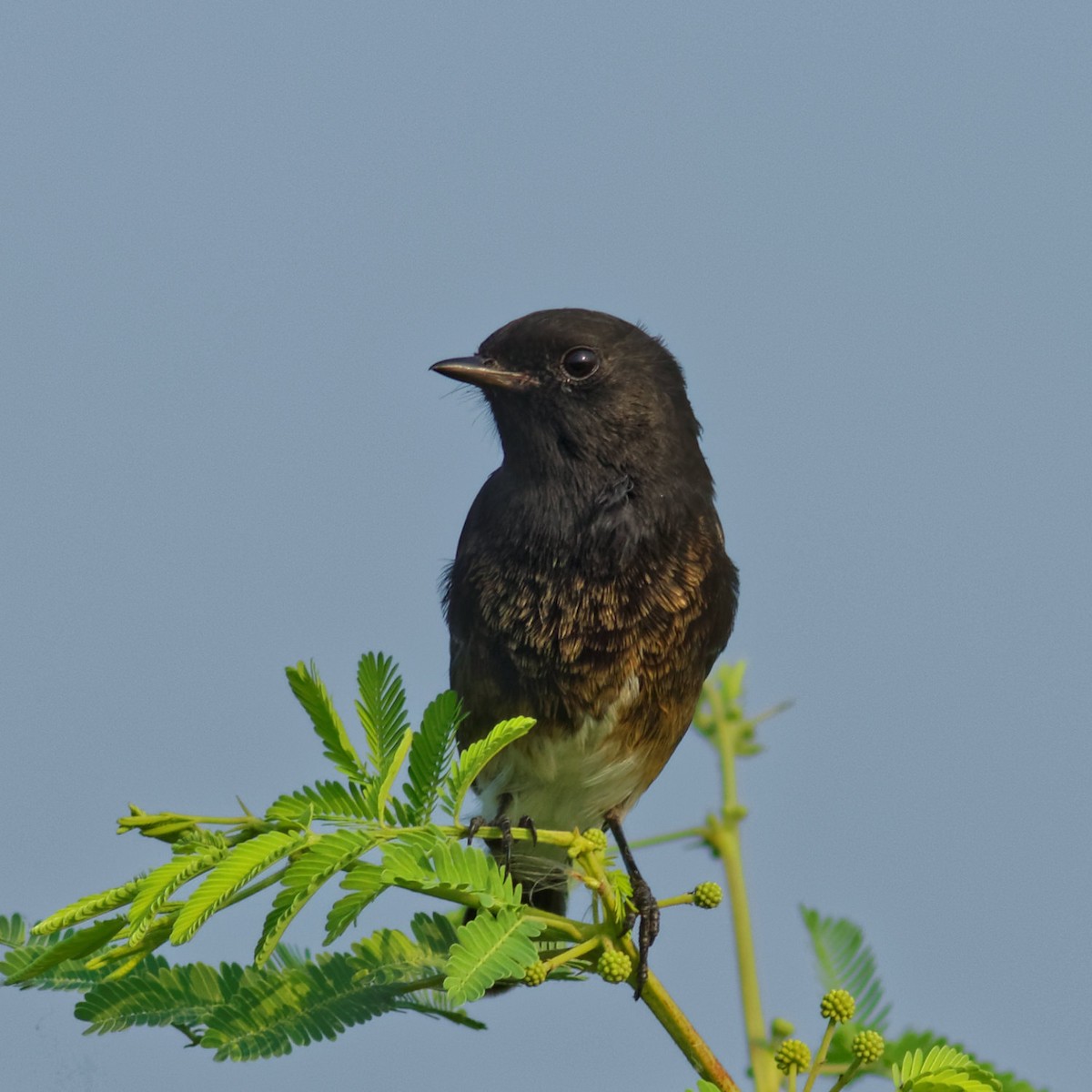 Pied Bushchat - Able Lawrence