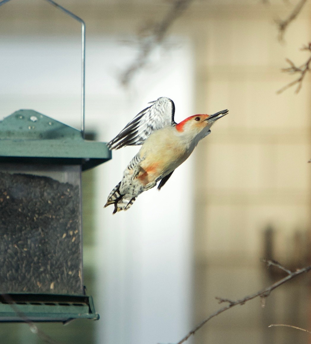 Red-bellied Woodpecker - ML82669121