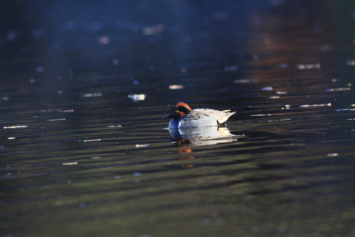 Green-winged Teal - ML82670241