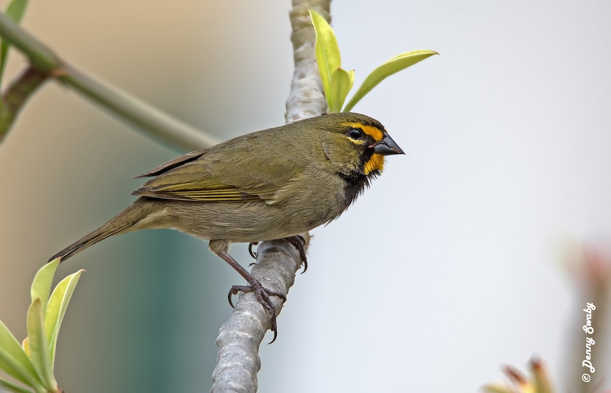 Yellow-faced Grassquit - Denny Swaby