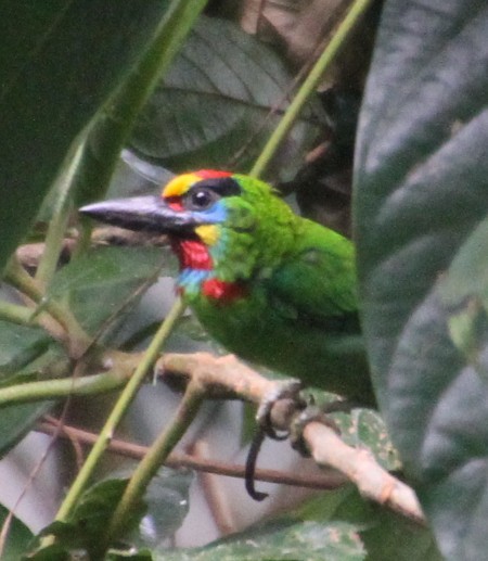 Red-throated Barbet - Kelly Siderio