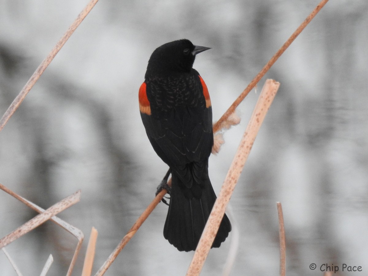 Red-winged Blackbird - Chip Pace