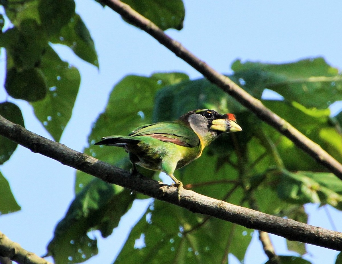 Fire-tufted Barbet - ML82674381
