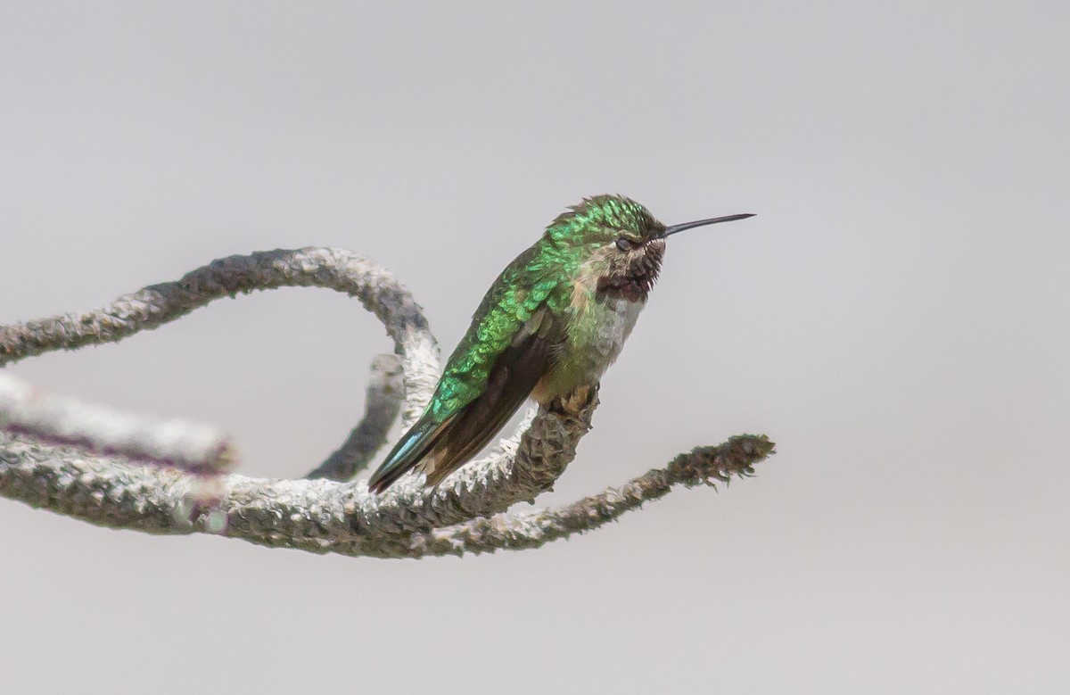 Broad-tailed Hummingbird - ML82674461
