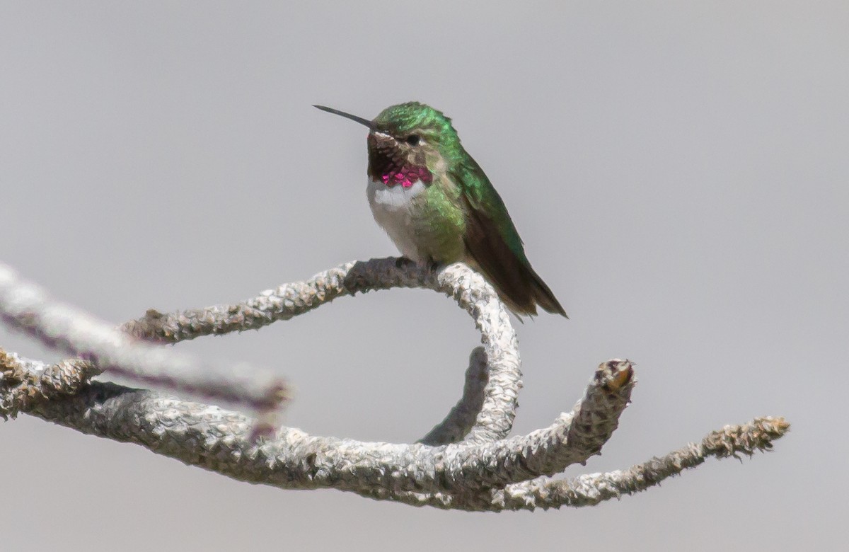 Broad-tailed Hummingbird - ML82674471