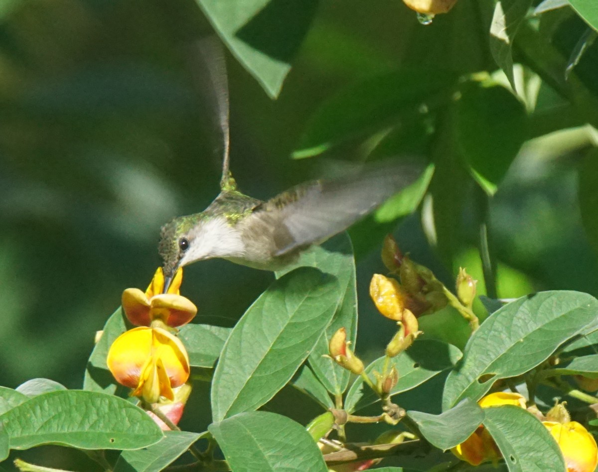 Vervain Hummingbird - Nevine Jacob