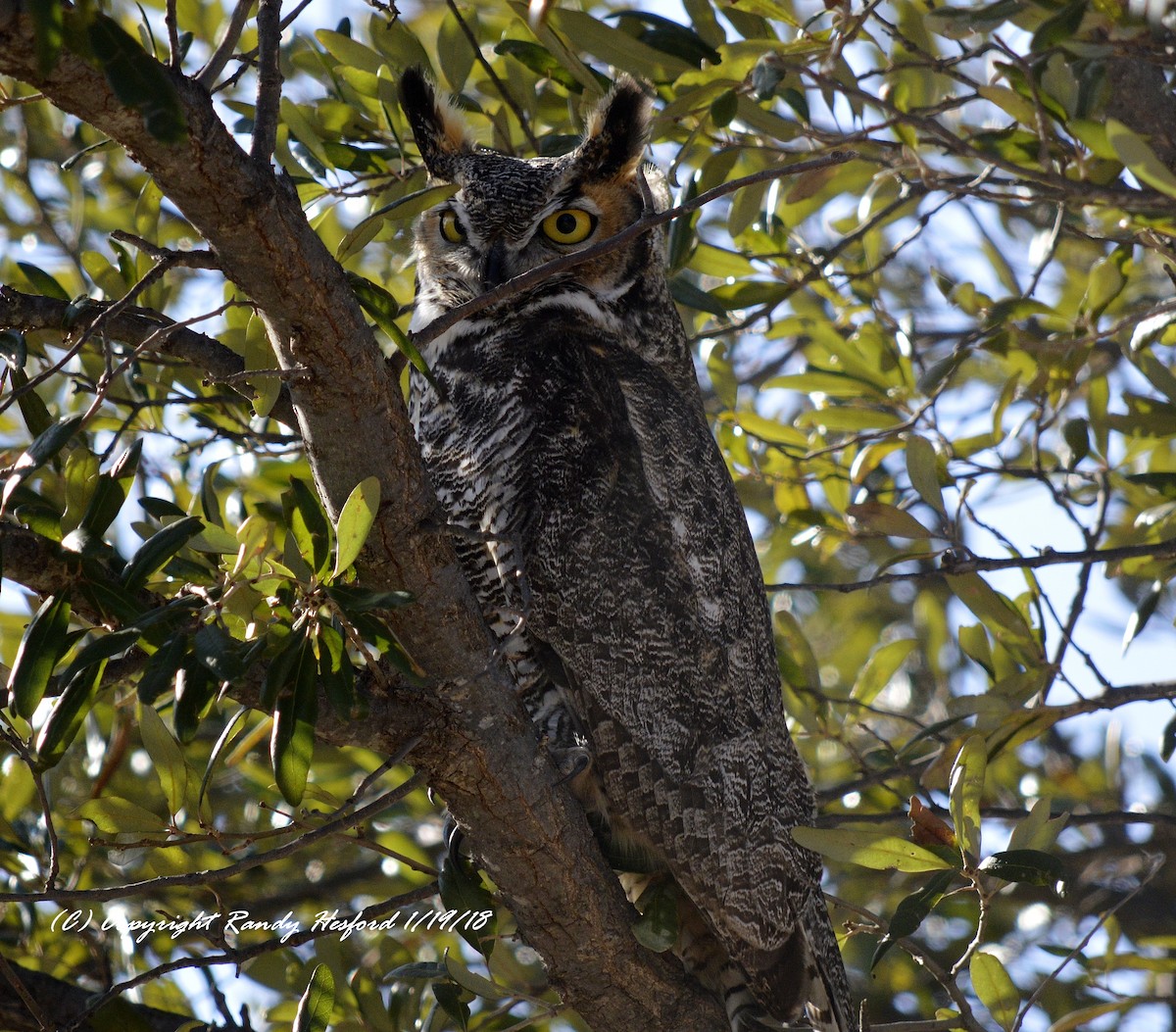 Great Horned Owl - ML82678781