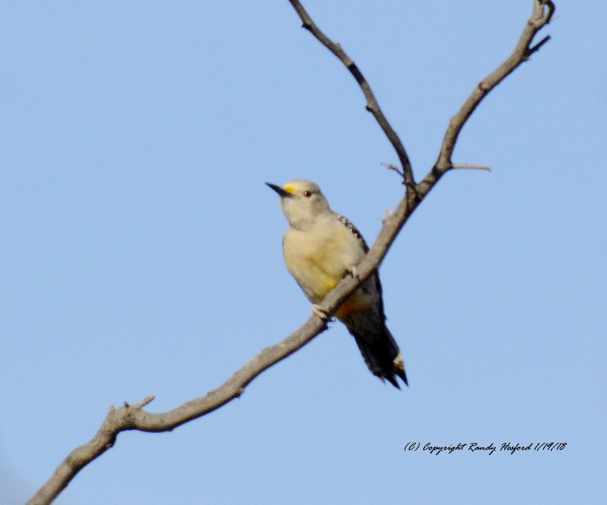 Golden-fronted Woodpecker - ML82678881