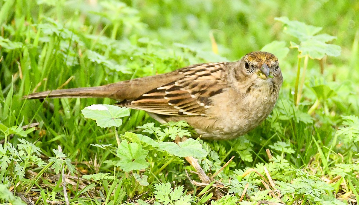 Golden-crowned Sparrow - ML82682131