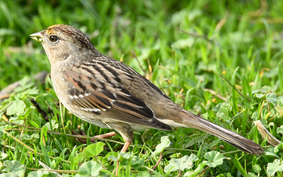 Golden-crowned Sparrow - ML82682171