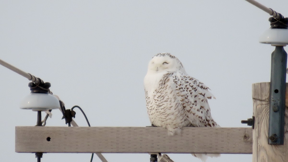 Snowy Owl - Dave&Kerry Sehloff