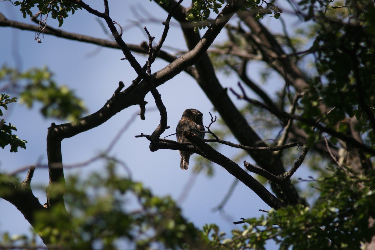 Austral Pygmy-Owl - ML82687441
