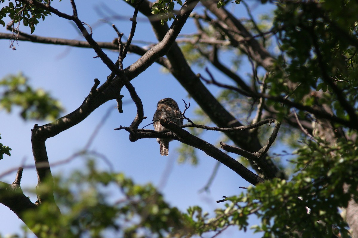 Austral Pygmy-Owl - ML82687471