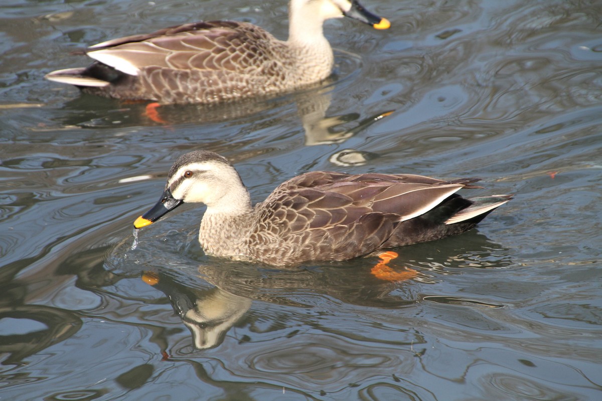Eastern Spot-billed Duck - ML82691091
