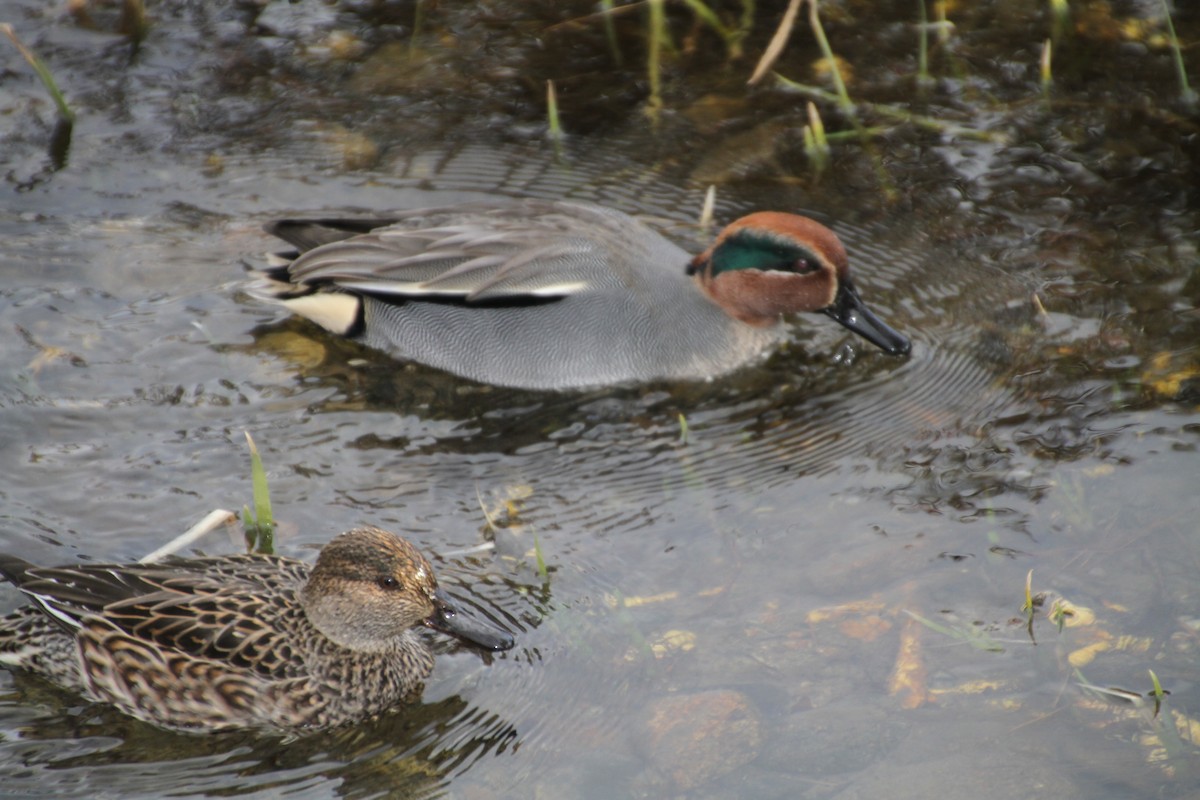 Green-winged Teal - ML82694831