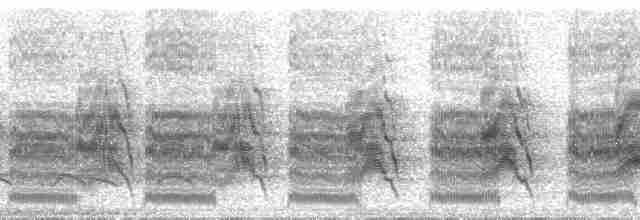 Kaatinga Pufkuşu (striatipectus) - ML82699