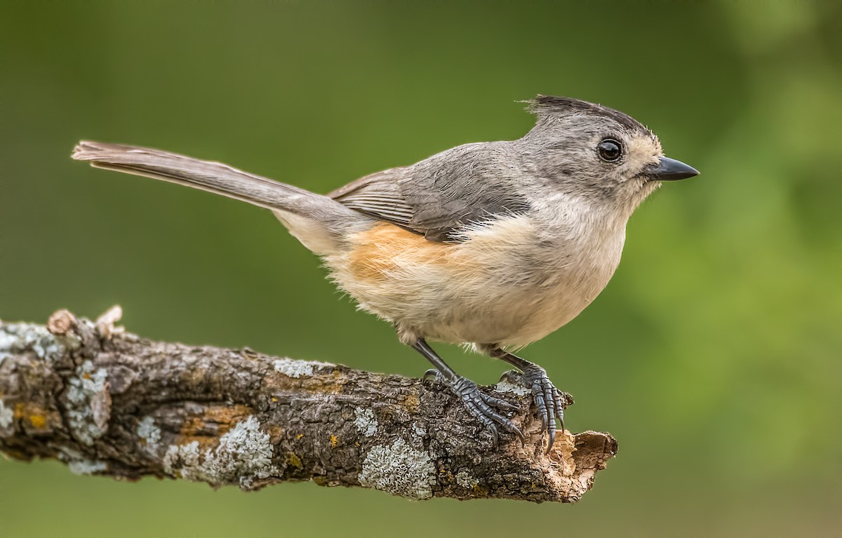 Black-crested Titmouse - Allen Irby