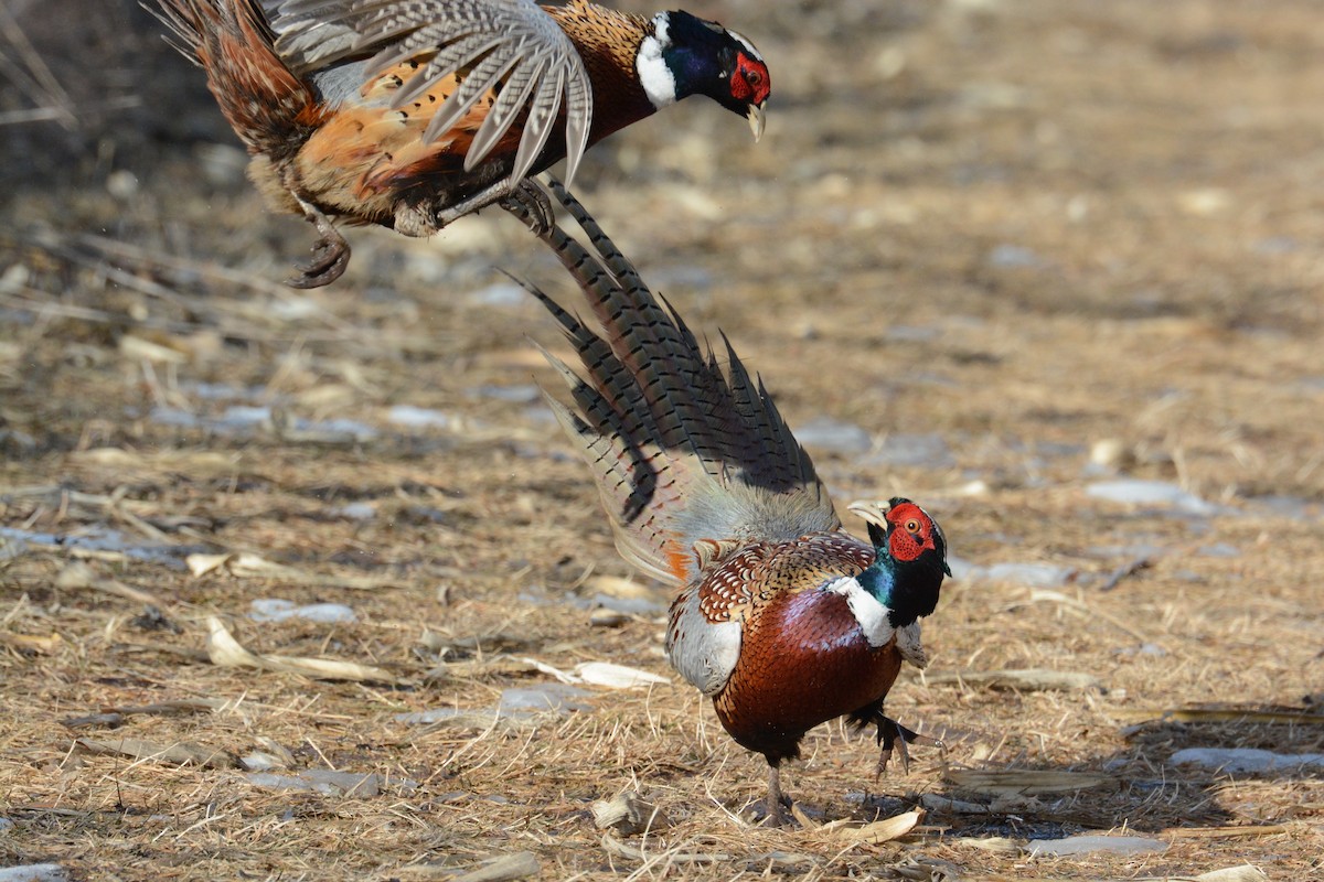 Ring-necked Pheasant - Cliff Anderson
