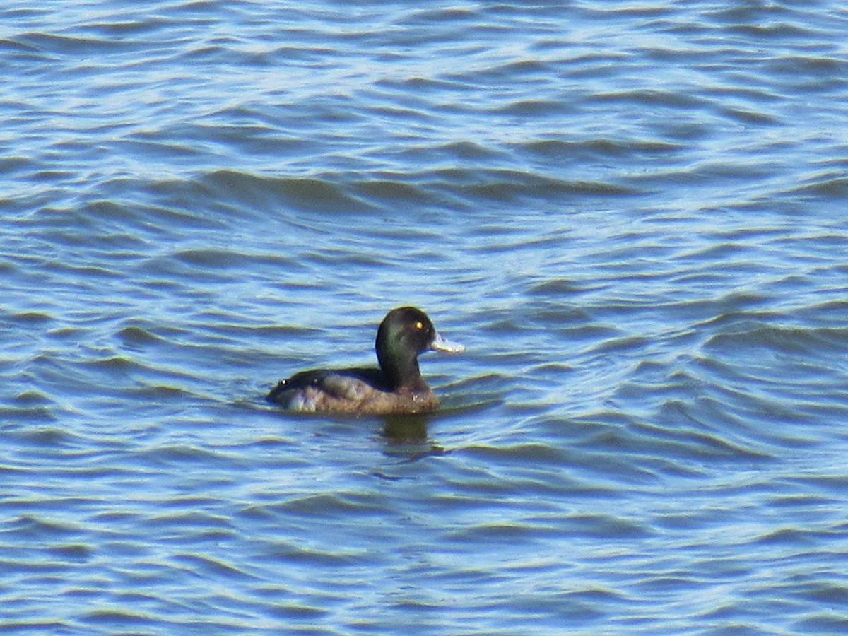 eBird Checklist - 20 Jan 2018 - Lake Waurika--Dam - 16 species