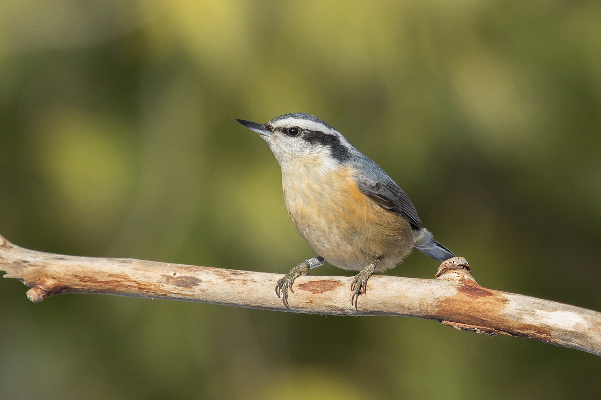 Red-breasted Nuthatch - Brandon Edwards