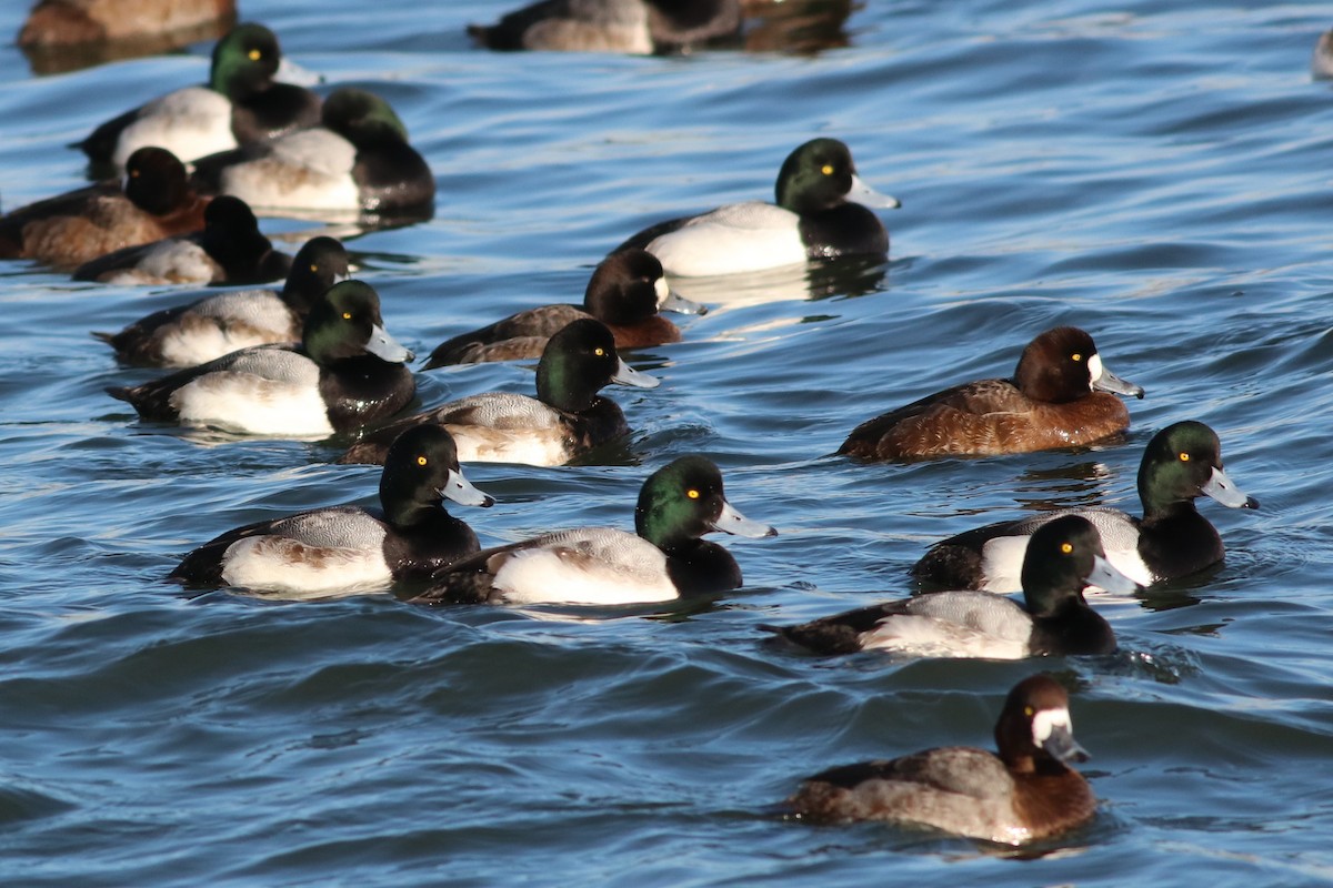 Greater Scaup - ML82707761